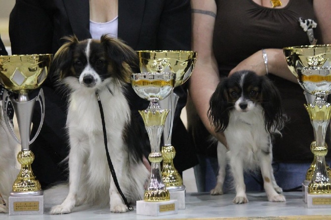 de clairdouy - Exposition canine d'Avignon